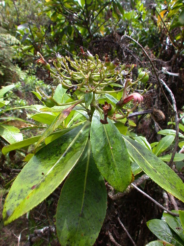 Scaevola marquesensis observed 2003-01-30