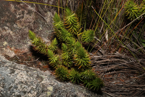 Image of Prickly Heath (Melichrus adpressus) by (c) Greg Tasney, some rights reserved (CC BY-SA)