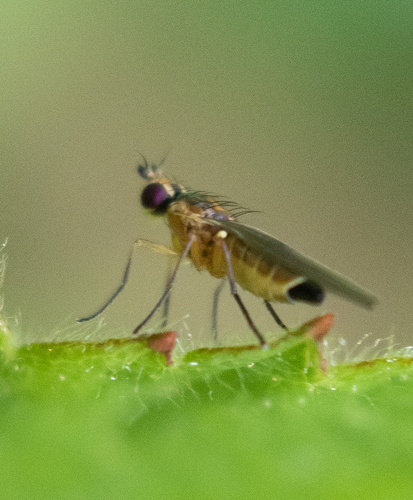 Grass Sheathminer Fly