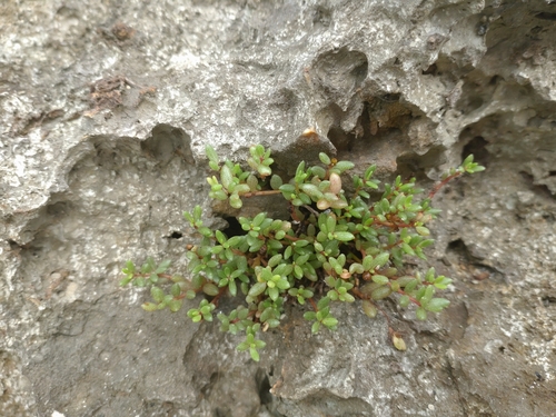 Portulaca okinawensis iNat (2)