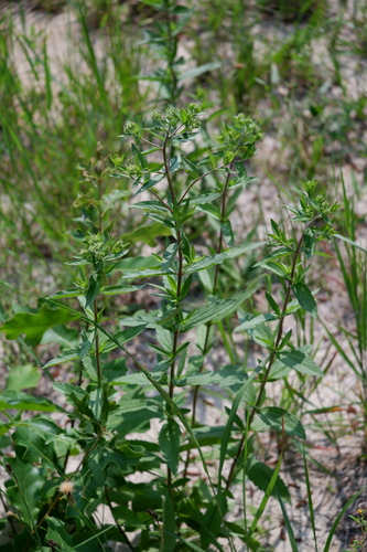 Glassworks Trail (green)
