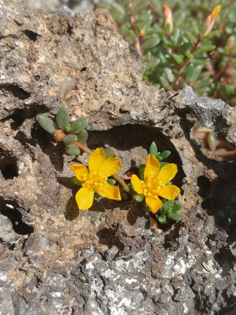 Portulaca okinawensis