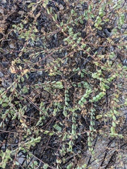 Euphorbia magdalenae