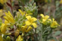 Physaria vitulifera