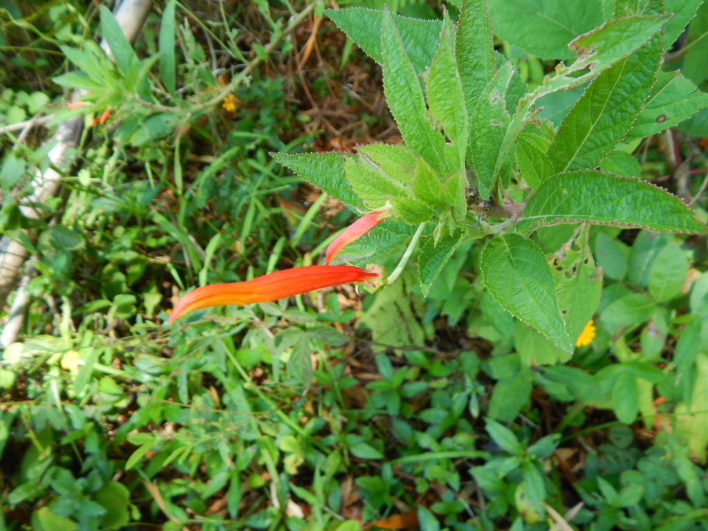 Siphocampylus macropodus