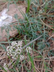 Lomatium orientale