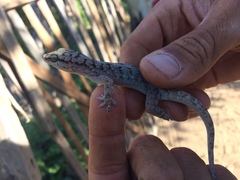 Phyllopezus pollicaris