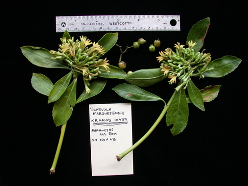 Scaevola marquesensis observed 2003-11-25