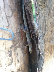 Phyllopezus pollicaris