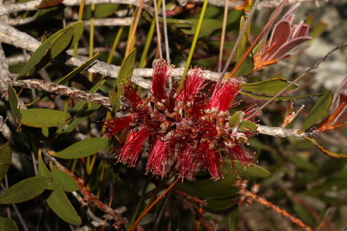 cliff bottlebrush (Melaleuca comboynensis)
