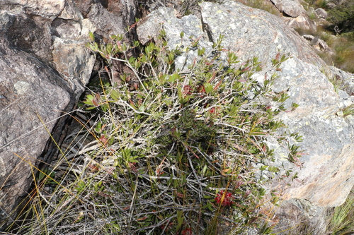 Image of Melaleuca comboynensis by (c) Greg Tasney, some rights reserved (CC BY-SA)