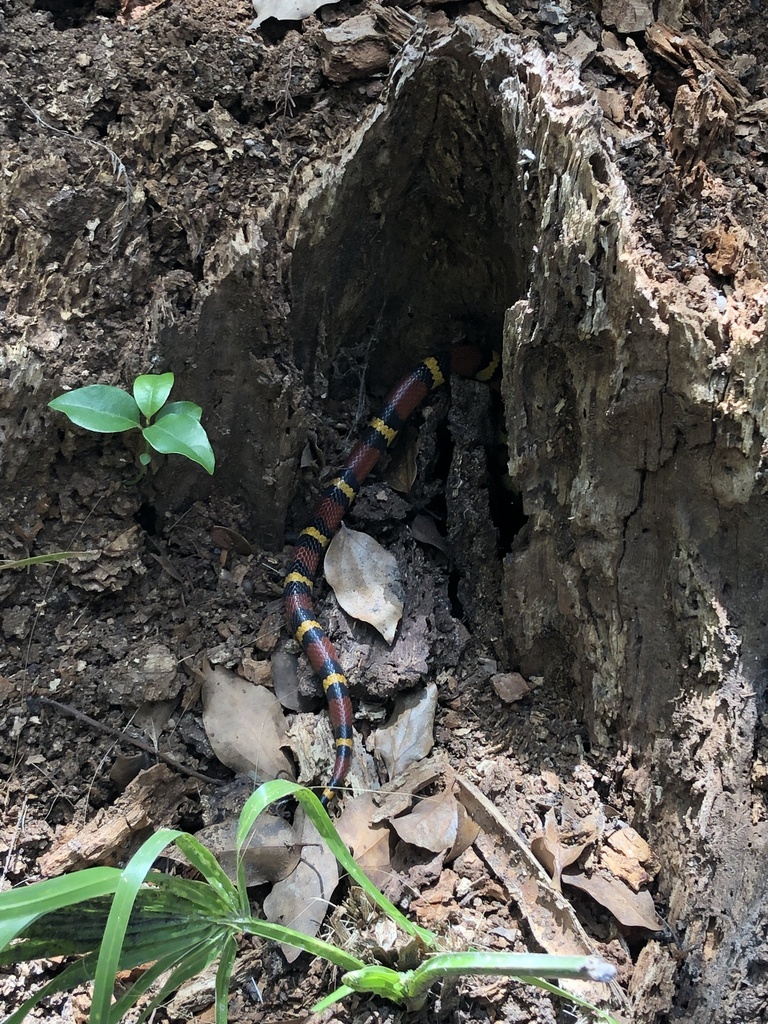 Scarlet Kingsnake from Black Bear Wilderness Area, Sanford, FL, US on