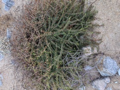 Euphorbia magdalenae