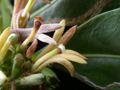 Scaevola marquesensis observed 2004-07-10