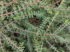 Euphorbia magdalenae