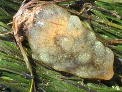 Phallusia mammillata