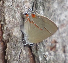 Arzecla tucumanensis