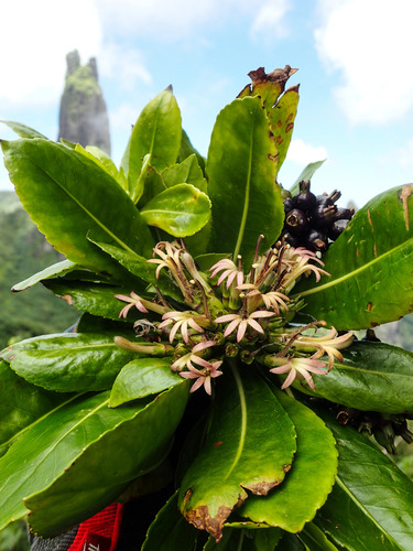 Scaevola marquesensis observed 2017-11-01