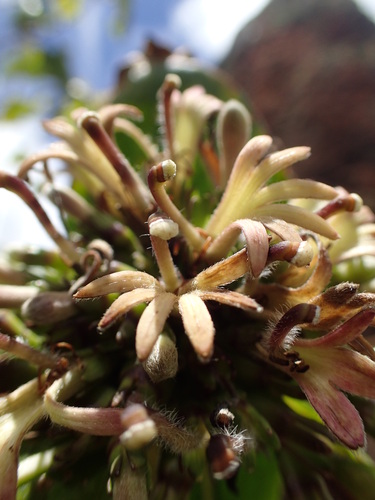 Scaevola marquesensis in life