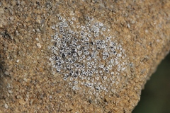 Myriolecis crenulata