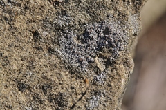 Myriolecis crenulata