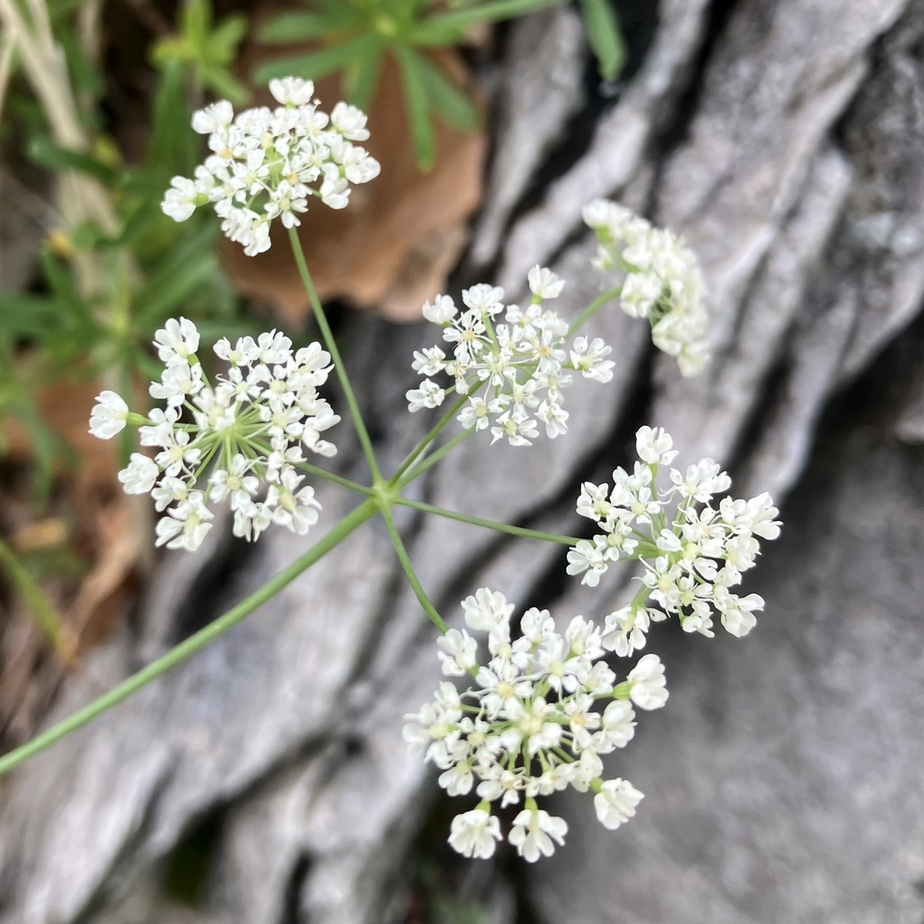 Carum appuanum