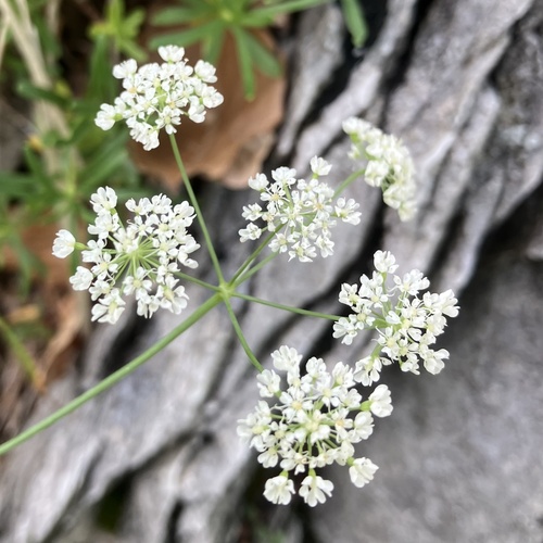 Carum appuanum