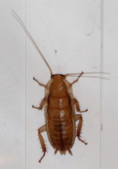 Drymaplaneta heydeniana