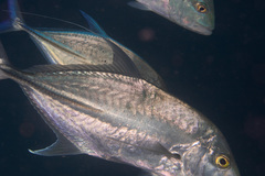 Carangichthys oblongus