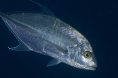 Carangichthys oblongus