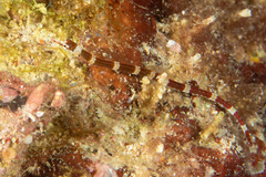 Corythoichthys amplexus