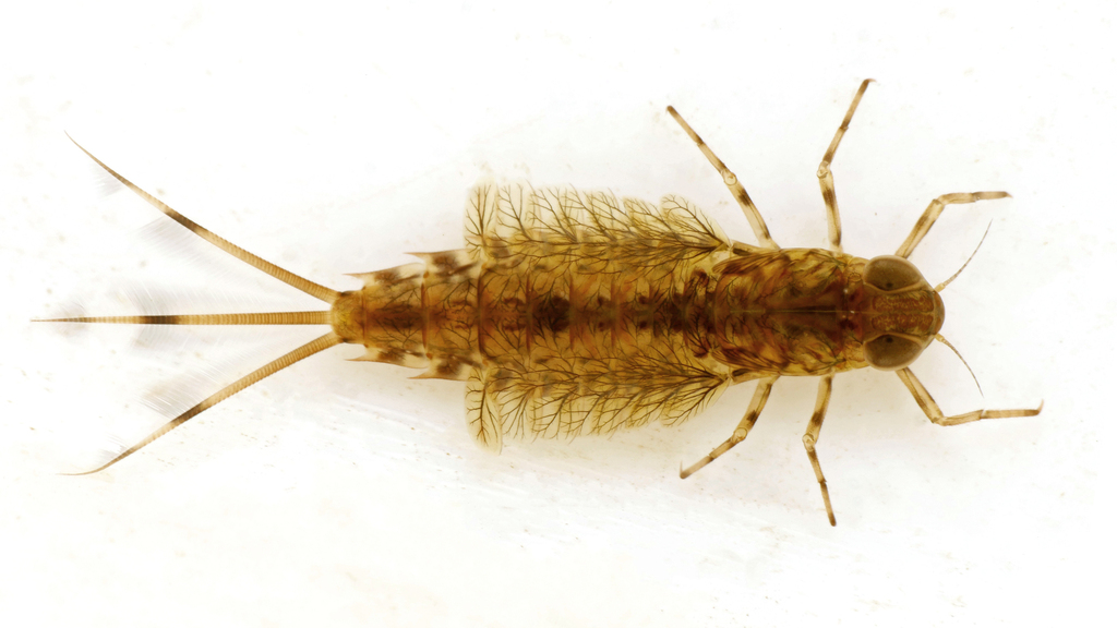northern primitive minnow mayfly