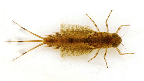 northern primitive minnow mayfly