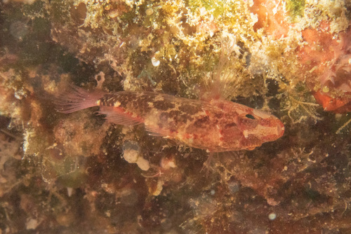 Plectranthias longimanus observed 2018-12-07