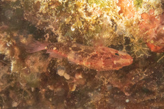 Plectranthias longimanus