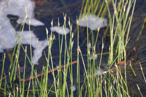 Schoenoplectus subterminalis