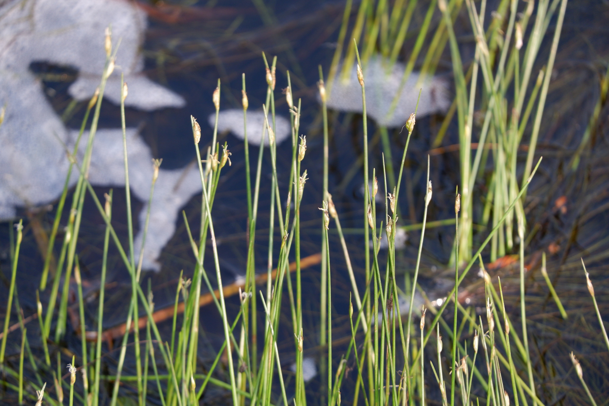 Schoenoplectus subterminalis