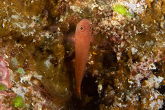 Trimma macrophthalmus