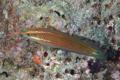 Halichoeres biocellatus