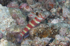 Amblyeleotris wheeleri