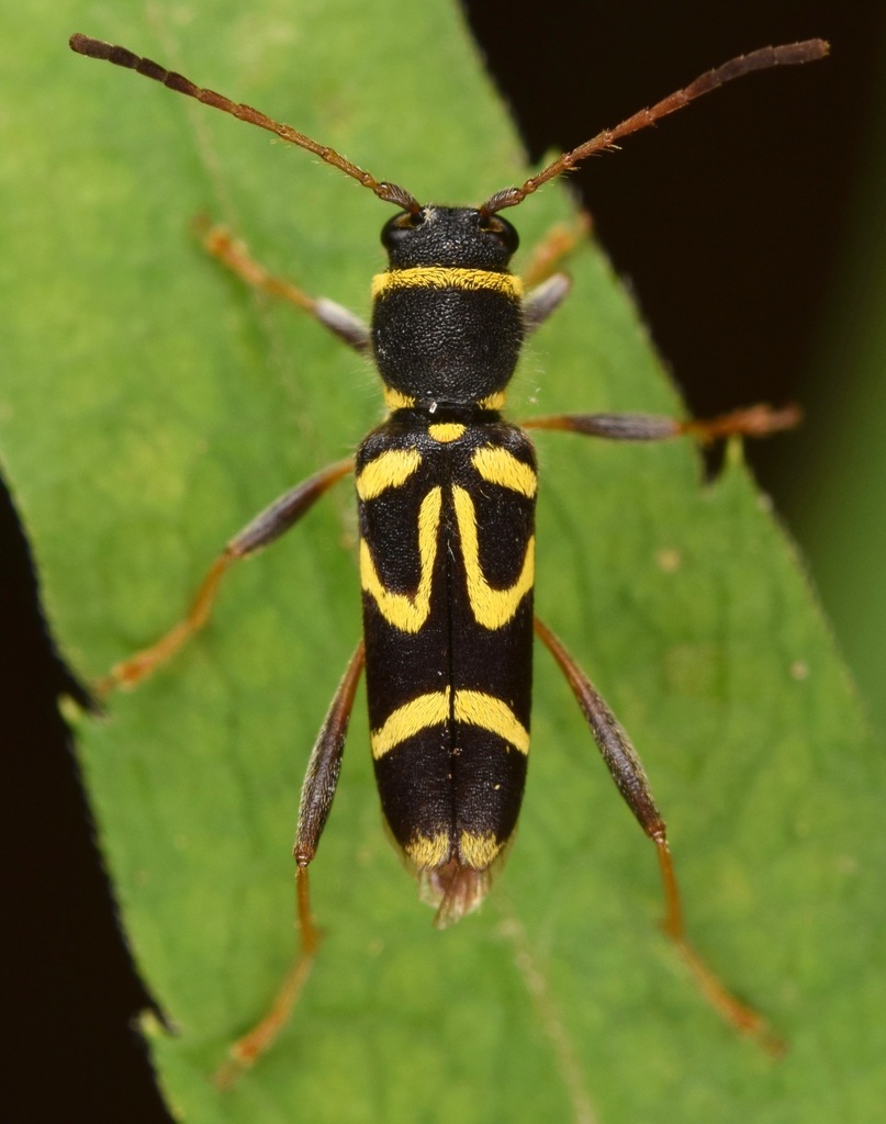 Round-necked Longhorn Beetle