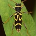 Clytus ruricola - Photo (c) skitterbug, μερικά δικαιώματα διατηρούνται (CC BY), uploaded by skitterbug