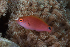 Cirrhilabrus punctatus