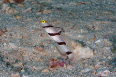 Stonogobiops xanthorhinicus