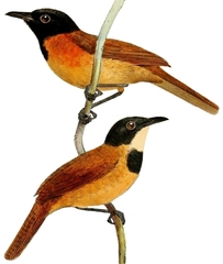 Black-Headed Rufous Warbler photo 2