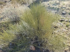 Ephedra californica