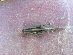 Schistocerca cancellata