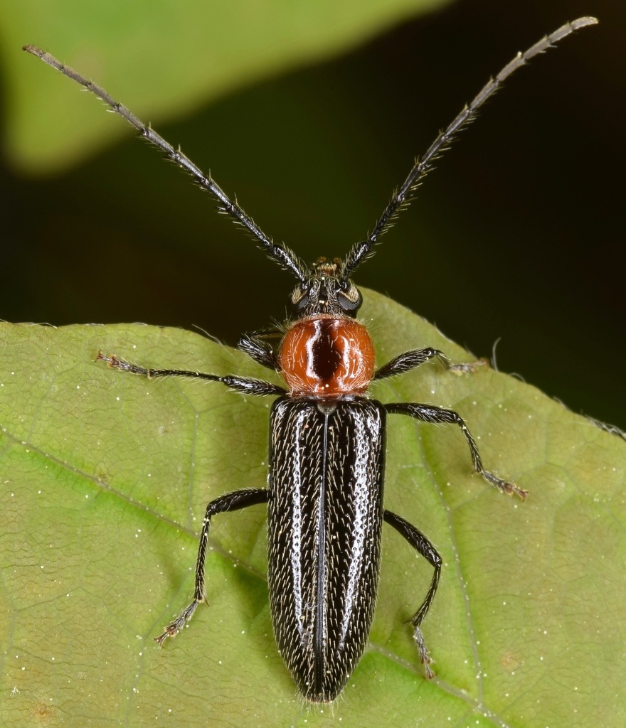 Stenosphenus notatus