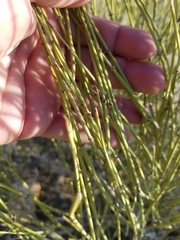 Ephedra californica