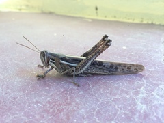 Schistocerca cancellata